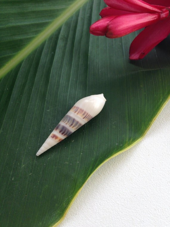 Hawaii Sea Shells Kauai Specimen Marlinspike Auger Shell Gem