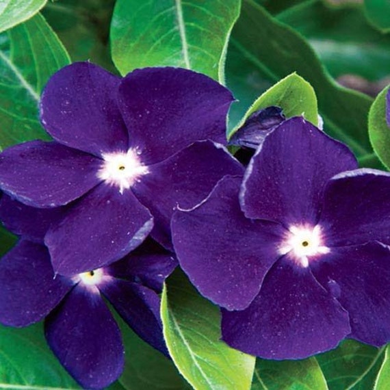 purple periwinkle flower - purple periwinkle plants