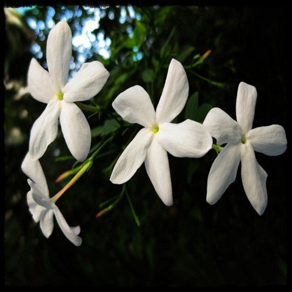 Jasmine Night Scented Flowering Tobacco Seeds Nicotiana