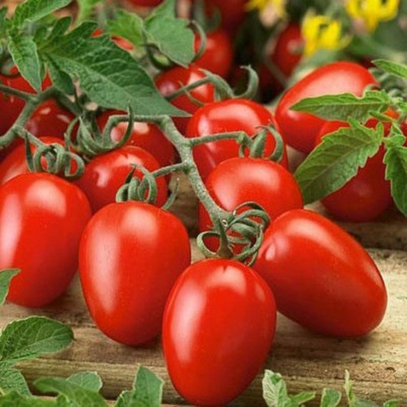 100+ Tomato Red Roma Vegetable Seeds , Under The Sun Seeds