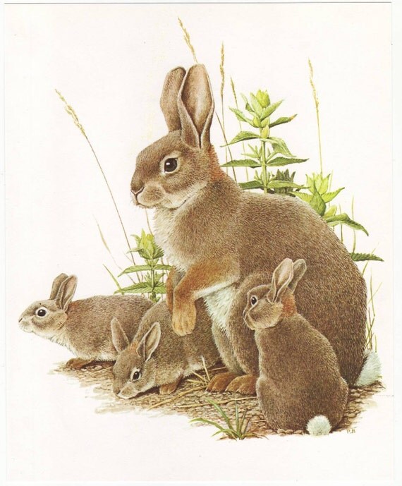 Wild rabbit original 1965 zoology print - Natural history, vintage ephemera - 50 years old book plate illustration (A277)