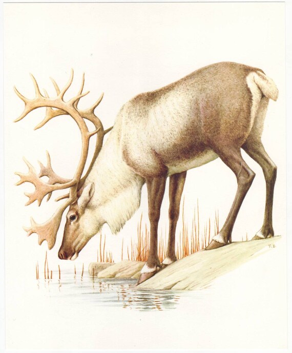 Reindeer original 1965 zoology print - Natural history, vintage ephemera, deer - 50 years old book plate illustration (A285)