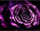 Limited Edition photography - VIOLET ROSE - flower photography - large size flowers photos art print - limited edition photography limited edition