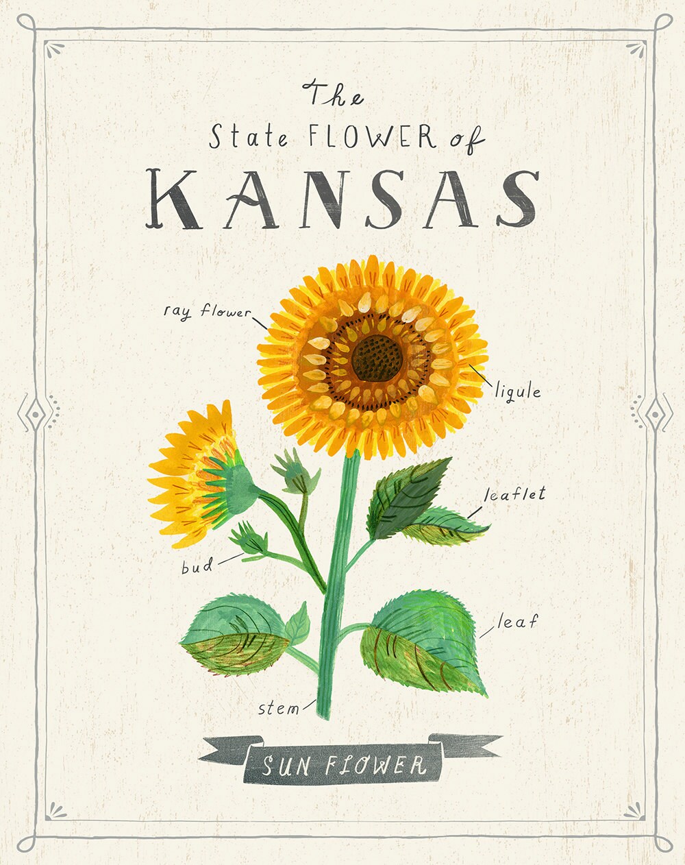 kansas-state-flower-print-the-sunflower