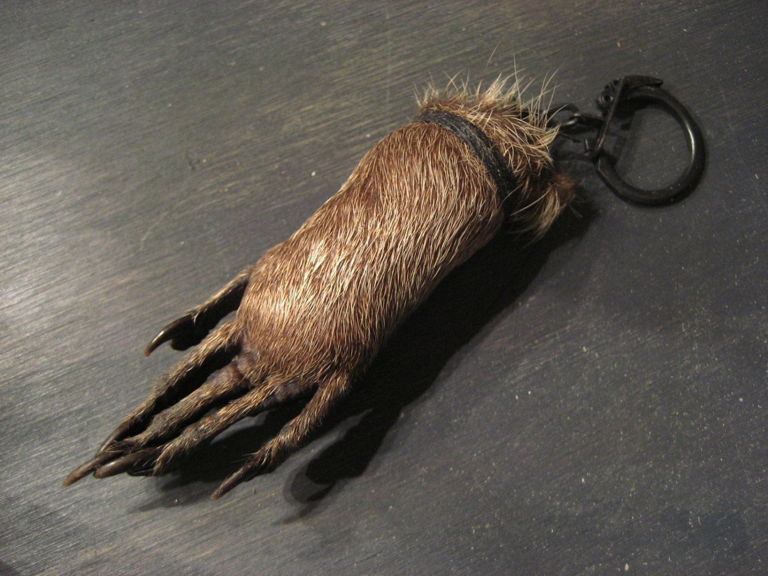 Taxidermy Raccoon Foot Paw Keychain Weird Crazy by THEWILDFEW