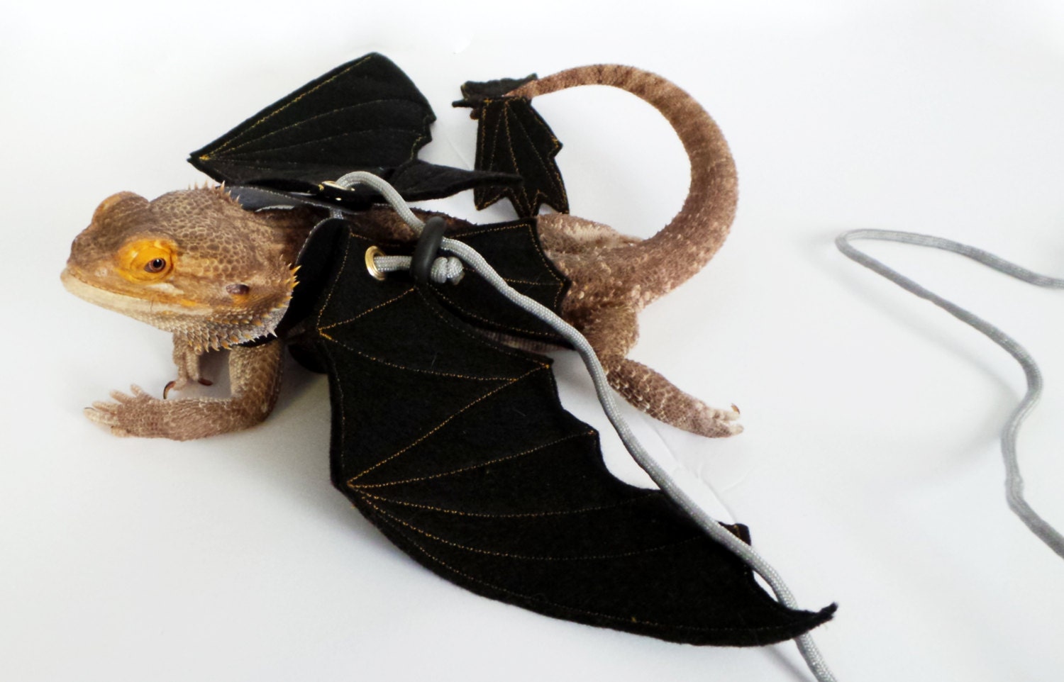 Bearded Dragon Wing & Leash Set