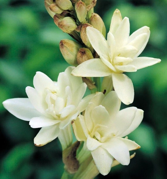 The Pearl Double Pearl Tuberose 2 Bulbs FRAGRANT by HirtsGardens