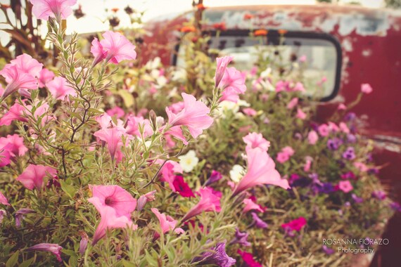 RED VINTAGE TRUCK Back Vintage Red Truck Flowers Pink Green RED VINTAGE TRUCK Back Vintage Red Truck Flowers Pink Green