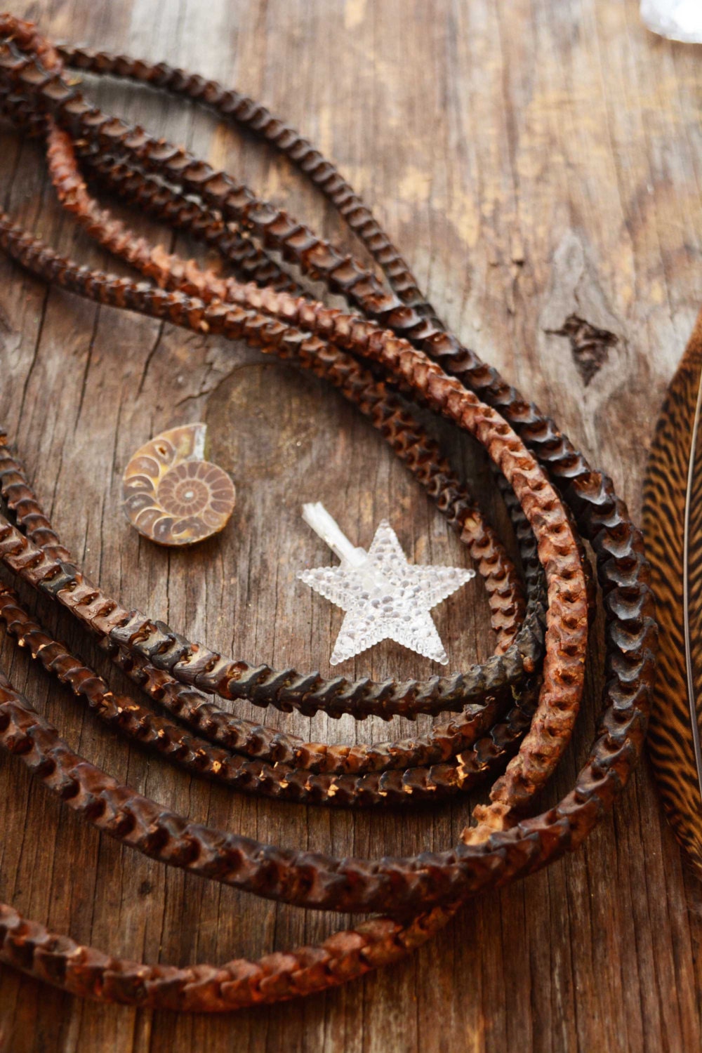 Real Snake Vertebrae from Africa stained in Dark Brown
