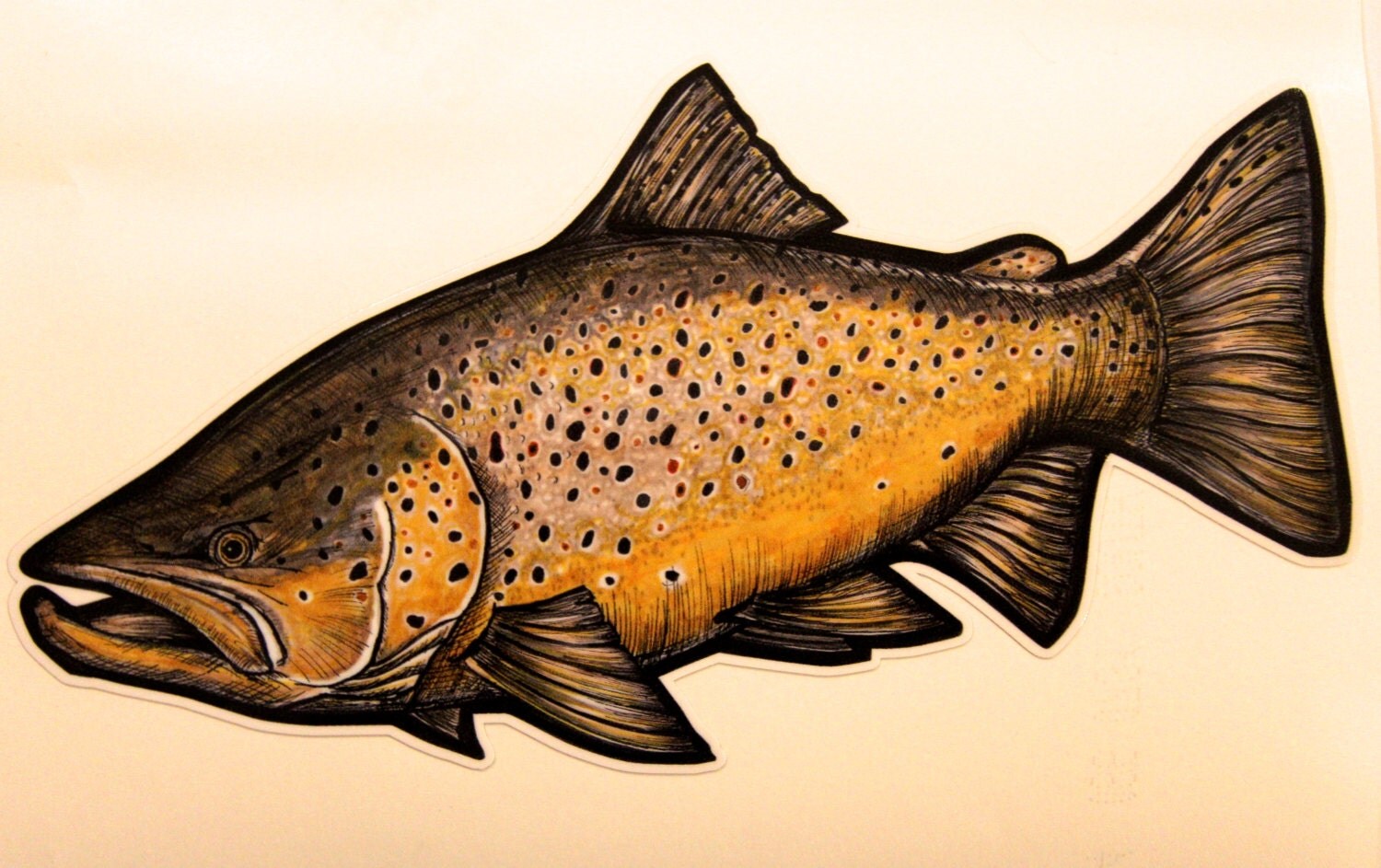 7 Brown Trout decal sticker