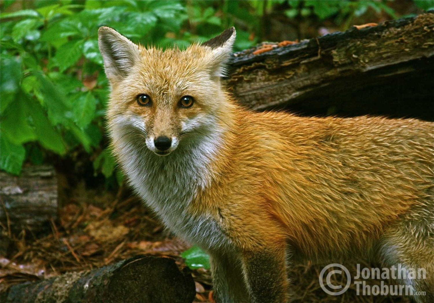 Red Fox Pauses in the Virginia Woods Nature Photograph 5x7