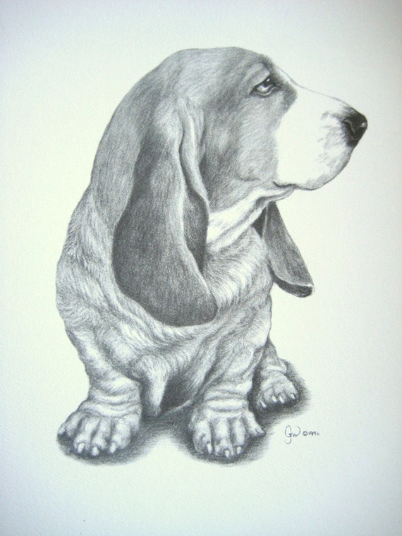 Basset Hound Dog Art Print from Original Charcoal Drawing