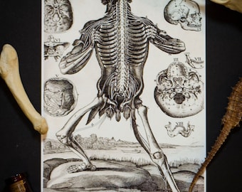 Human Anatomy Illustration: Vintage 5X7 Print