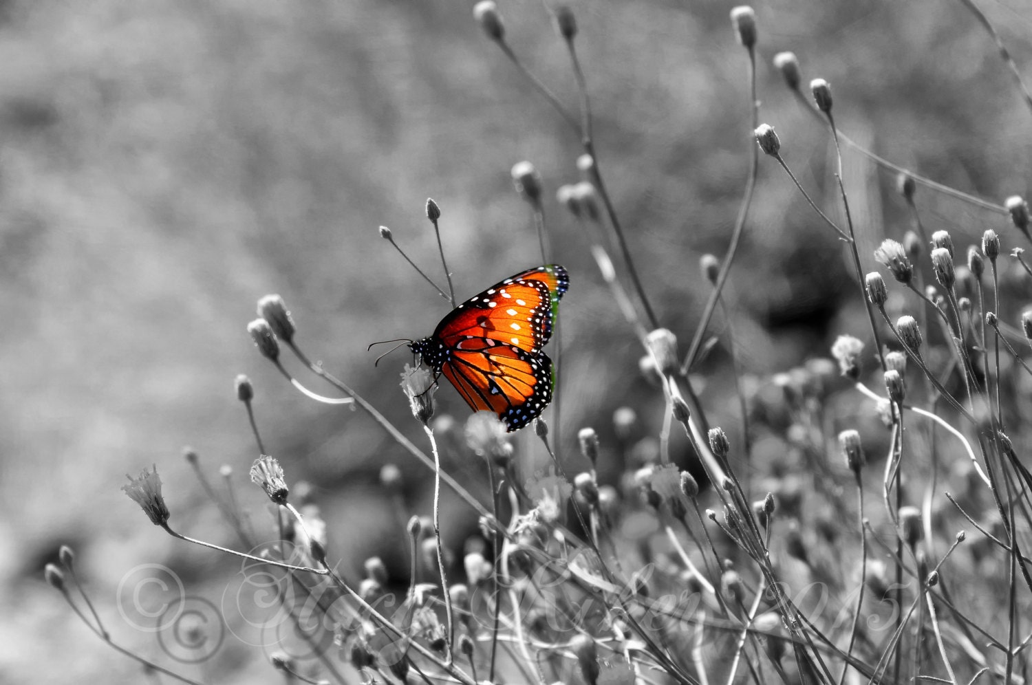 Butterfly Photography Wall Art Color Splash Black and