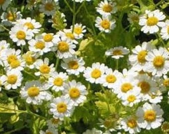 Feverfew Seeds, Herb Seeds, Naturally Grown in the Pacific NW
