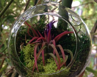 Hand Blown Glass Air Plant Terrarium