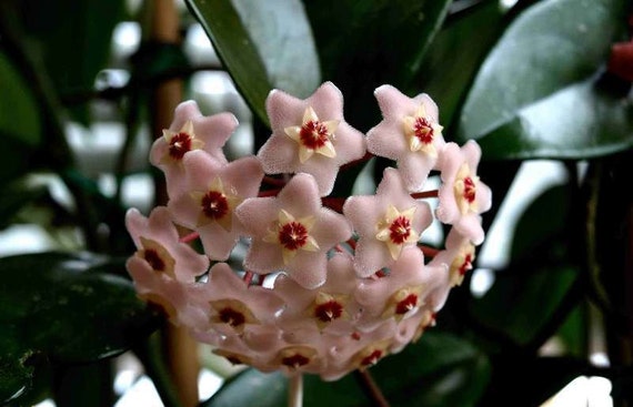 Hoya Carnosa Wax Plant