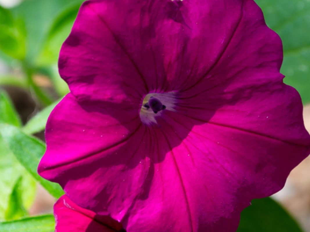 SUPERCASCADE BURGUNDY Petunia Seeds Hanging Baskets by GardenKits