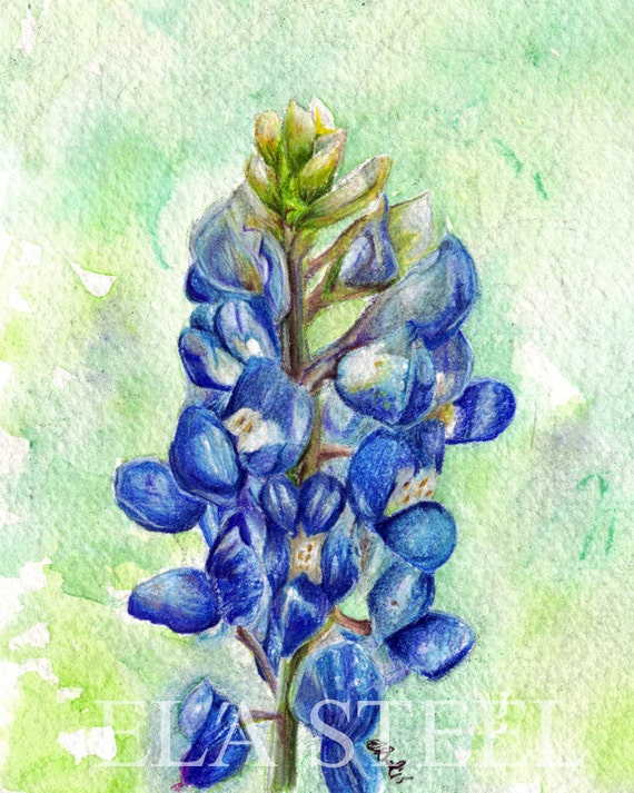 PRINT Texas Bluebonnet Watercolor and Colored Pencil Art by