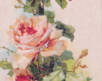 Canvas Paper Print*Roses very old image*Sublime*Victorian*Stunning*8x10 inches*Free shipping in the USA