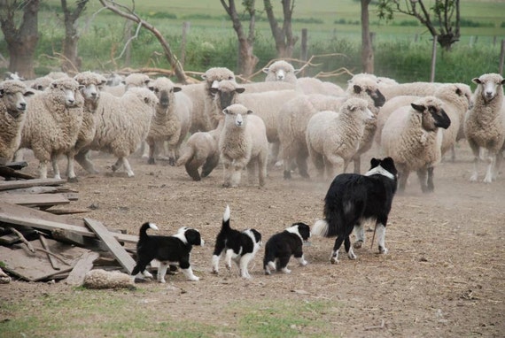 BORDER COLLIE w Sheep Herding Class on One 16 inch