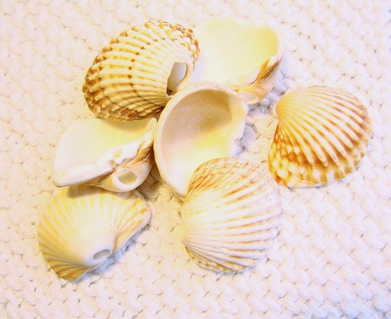 7 Very Large Ridged Scallop Shells with Natural by MyBitsAndBobs