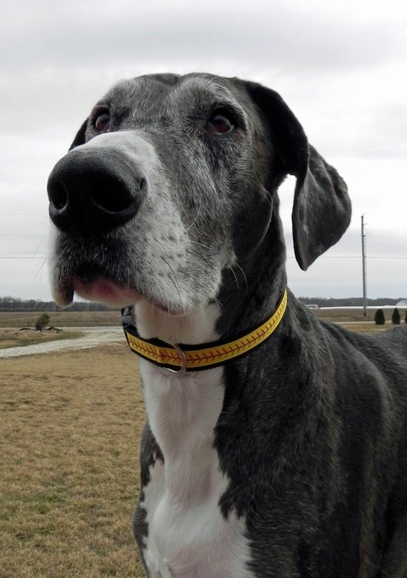 Softball Stitches Dog Collar