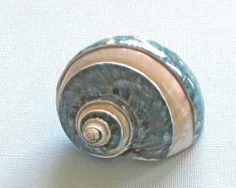 Beach Decor - Large Green Banded Turbo Shell - 3.5" - 4" - seashells green sea shells