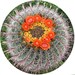 CactusMoonCreations