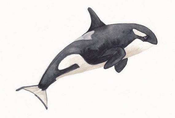 Orca Killer Whale Watercolor Painting by SaylorWolfWatercolor