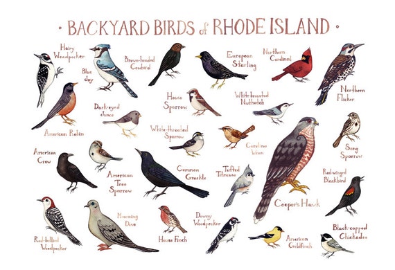 rhode island backyard birds field guide art print watercolor rhode island backyard birds field guide art print watercolor