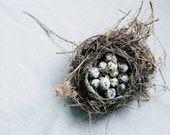 Simple Chic Home Decor, Bird's nest, Eggs, Neutral cottage rustic, Spring, grey blue beige linen, 8X12 Film Print -Petit amour