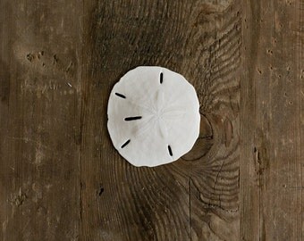 Beach Wedding White Sand Dollar 3.5" inch- Real Genuine Bulk Seashell Decoration and Escort Favor Place Setting Crafting