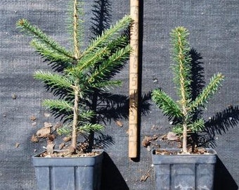 doug fir seedlings