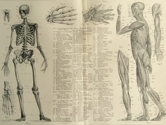 Antique S Victorian Skeleton Print Human Anatomy Bookplate