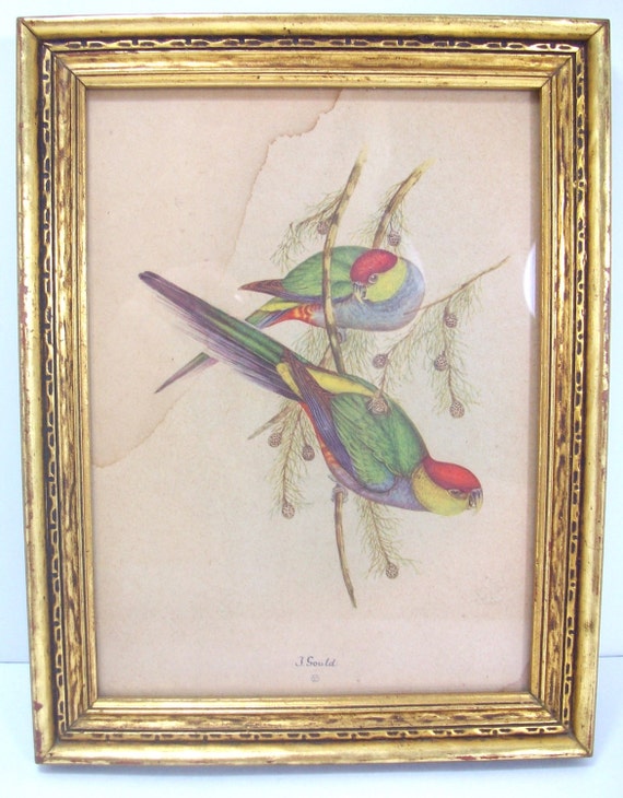 Vintage Lithograph Print Framed Art J. Gould by Weseekunique