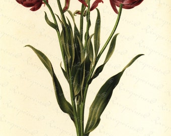 Antique Original Colored Botanical Lithograph of Tulips-Tulipe Pluriflora Doble Roi Des Bleus - Flora- Flower From REVUE HORTICOLE