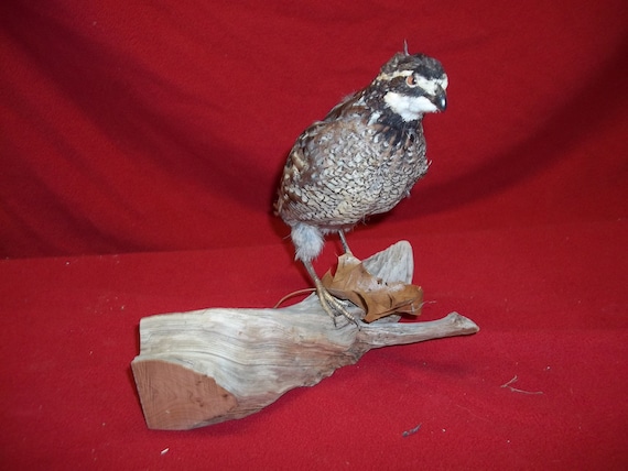 bobwhite stuffed animal