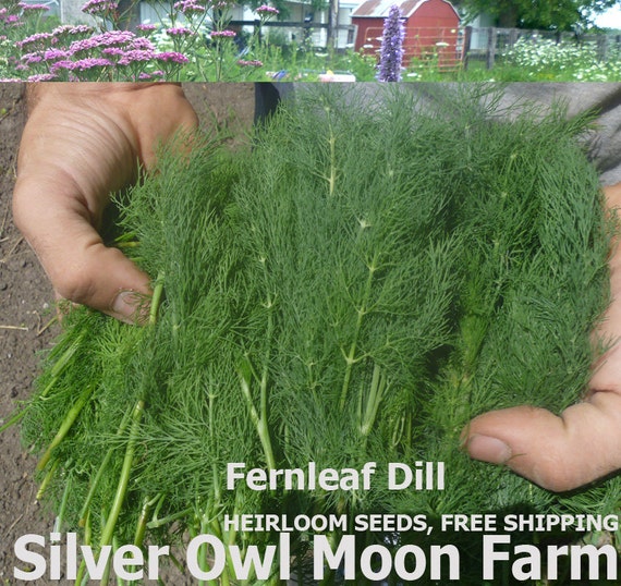 Fernleaf Dill Seeds