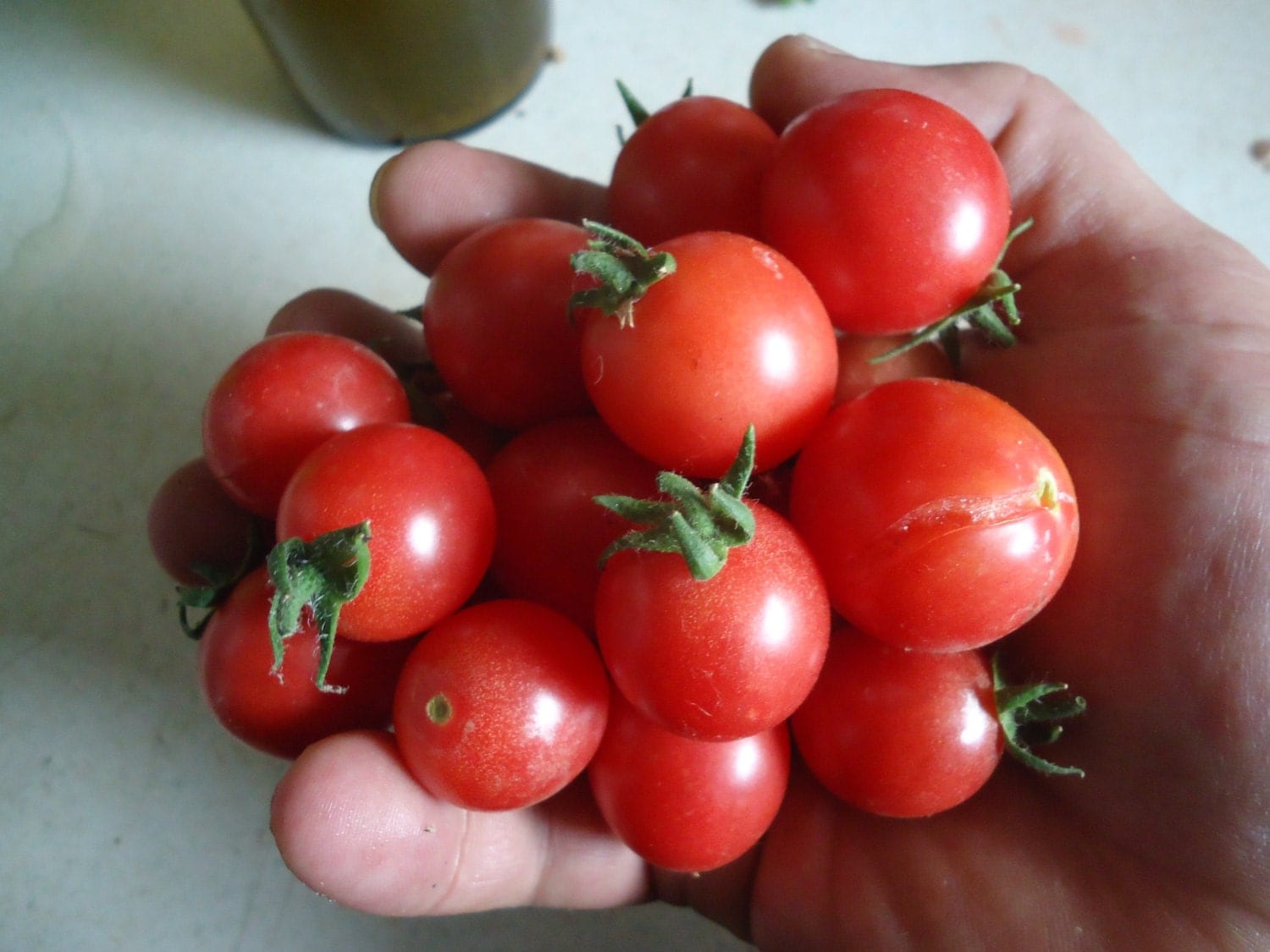 Heirloom Cherry tomato lovers variety pack