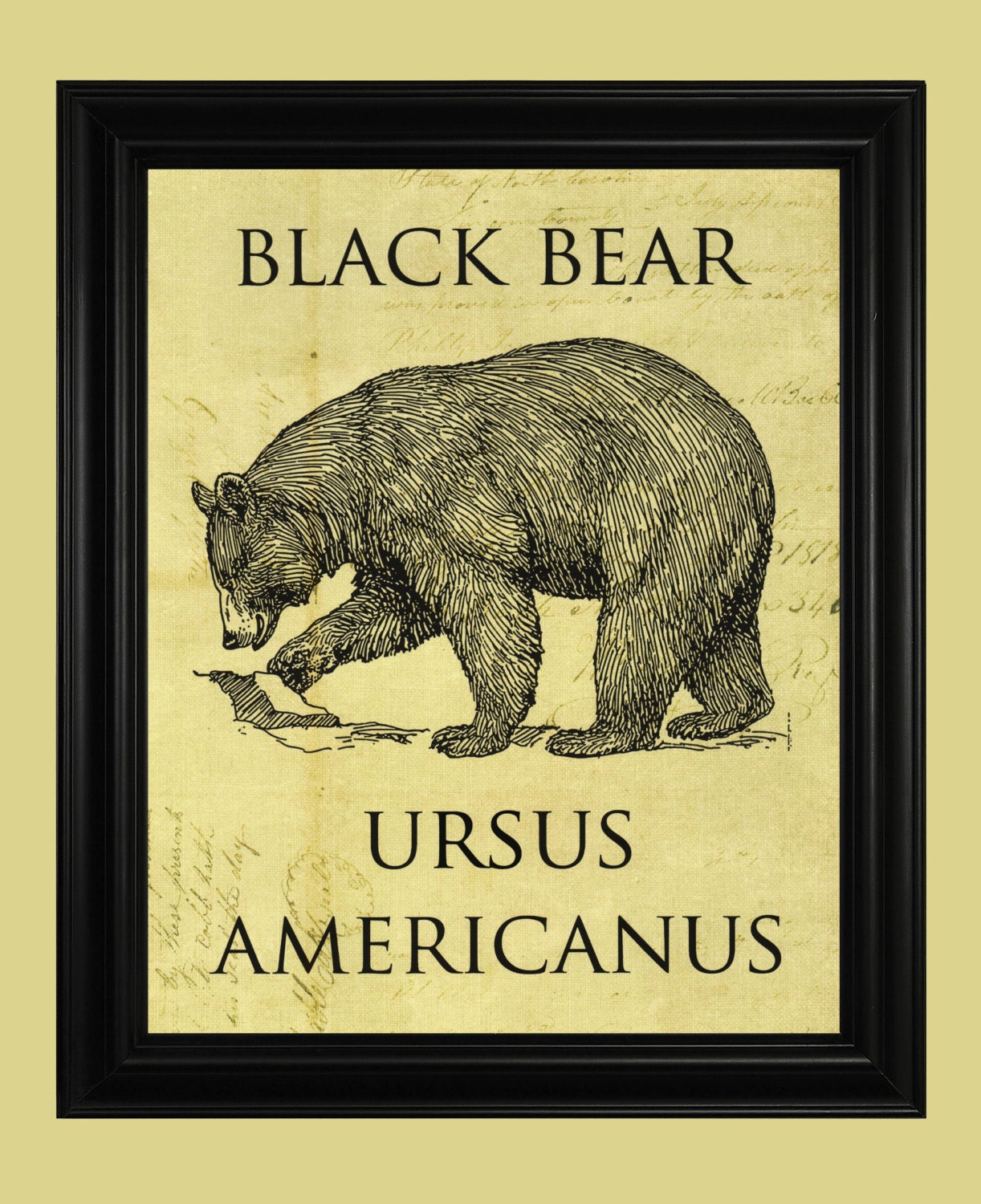American Black Bear Art Print North Woods Bear Illustration