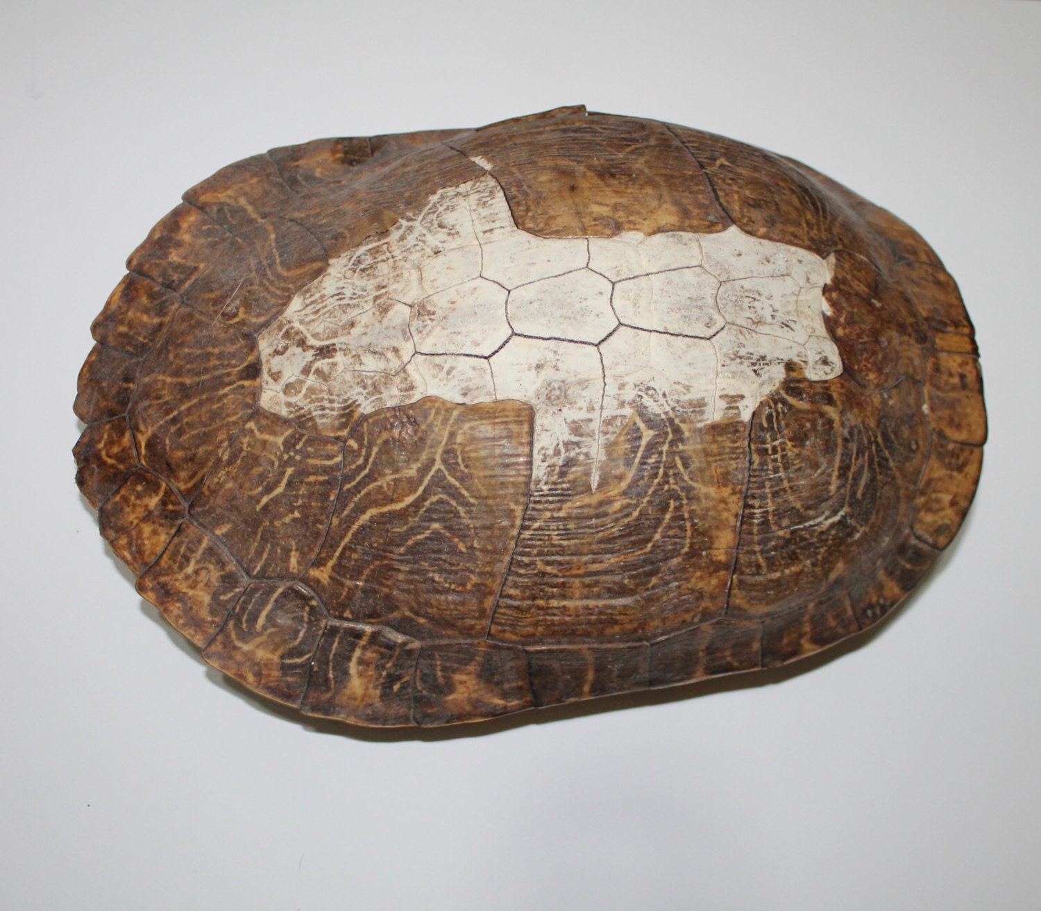 Turtle shell larger shell 13 inches long by LouisianaVintageGirl