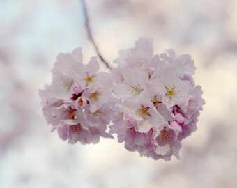 Pink cherry blossom flower photography print Spring botanical art, cream ivory pink wall decor bedroom girls nursery room art pastel artwork