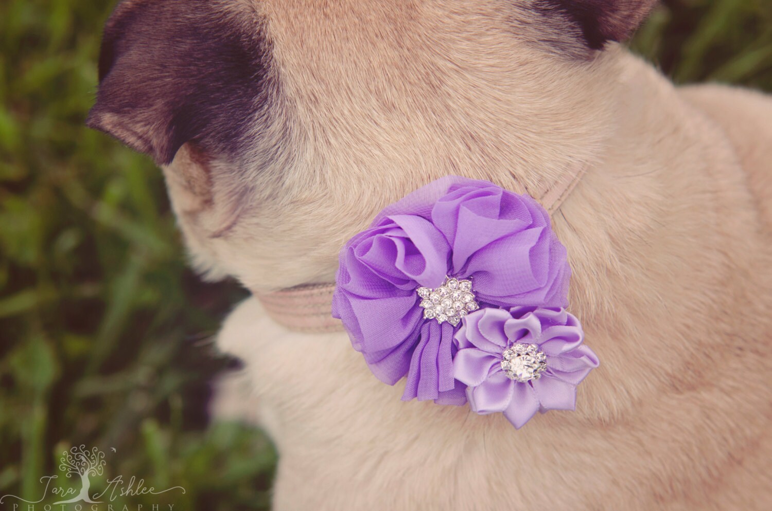 Dog collar flowers Dog collar dog collar bling collar