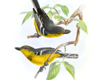 Bird Print. Black-breasted Boatbill. 8x10" 11x14"