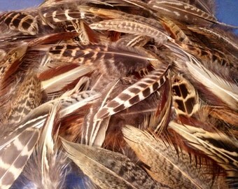 Bag of 25 small assorted cleaned pheasant feathers hen and rooster 2" - 5" long