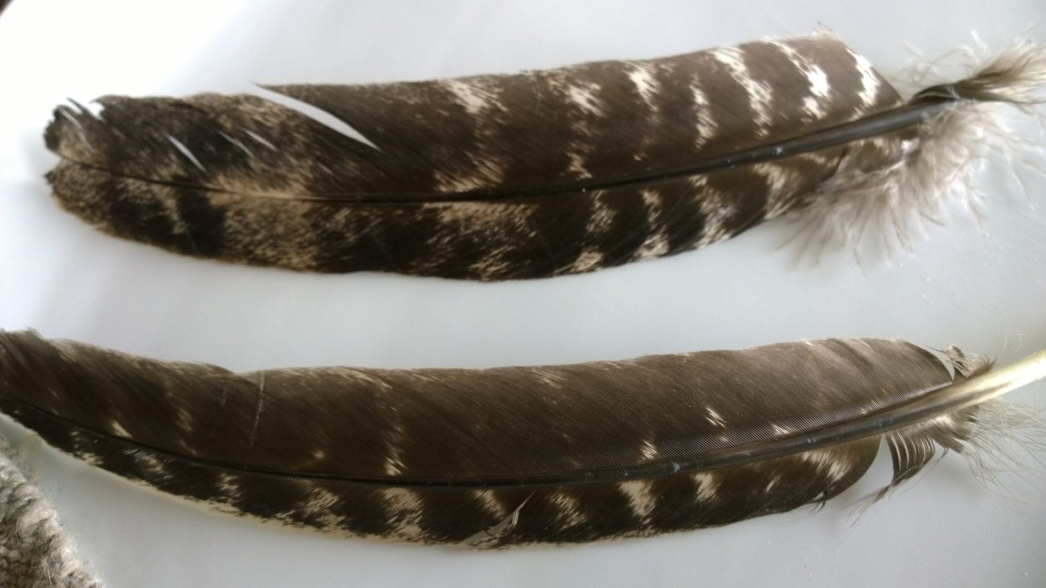 1 Barred Turkey Feather