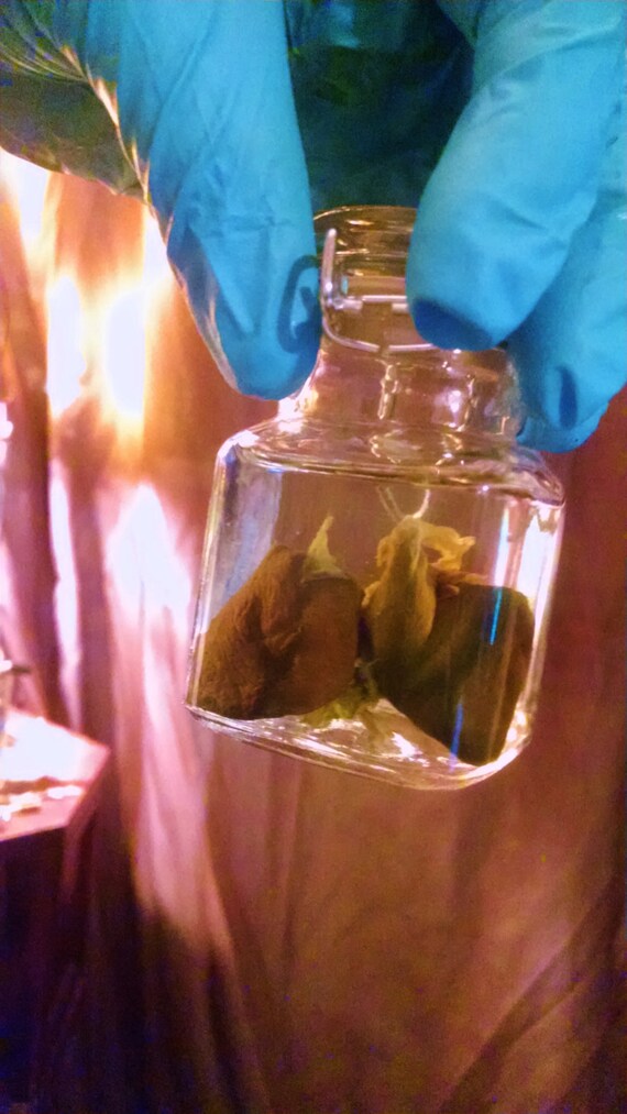 Great lungs Full set Wet Specimen Preserved in Jar by mitzibones
