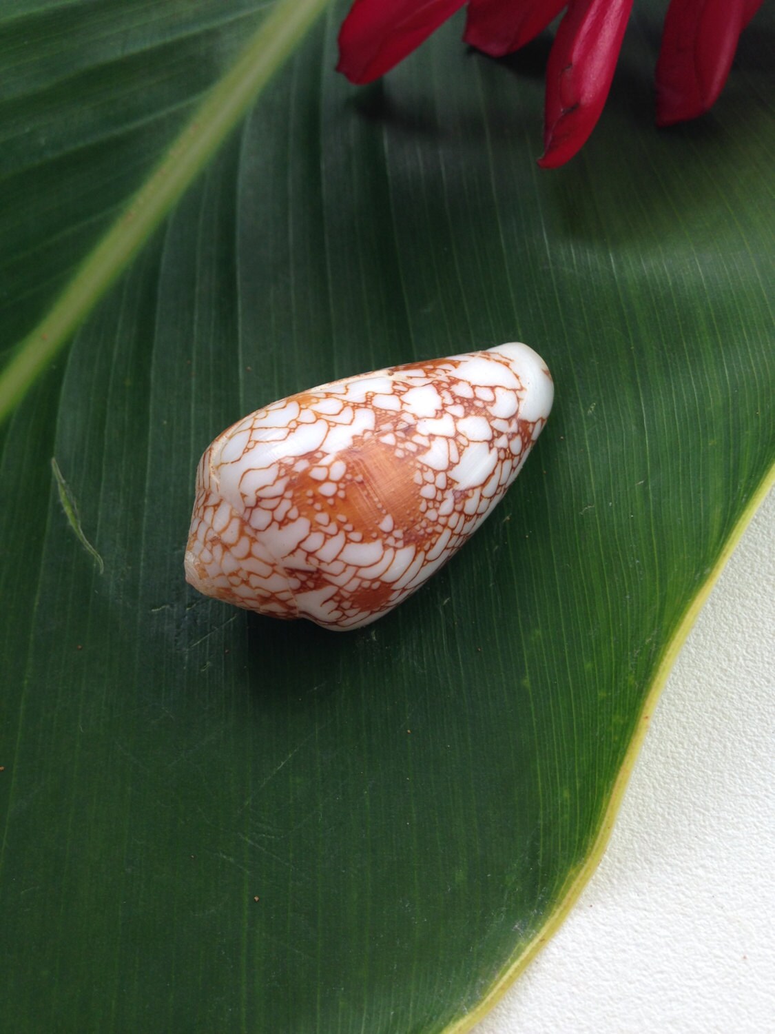 Hawaii Sea Shells Kauai Specimen Pearled Cone Gem by BeachBaubles1