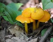 Yellow Mushroom Photo, Mushroom Photos. Mushroom Printable, Stock Nature Photography, Mushroom Wall Art, Woodland Art, Woodland Printable Yellow Mushroom Photo, Mushroom Photos. Mushroom Printable, Stock Nature Photography, Mushroom Wall Art, Woodland Art, Woodland Printable
